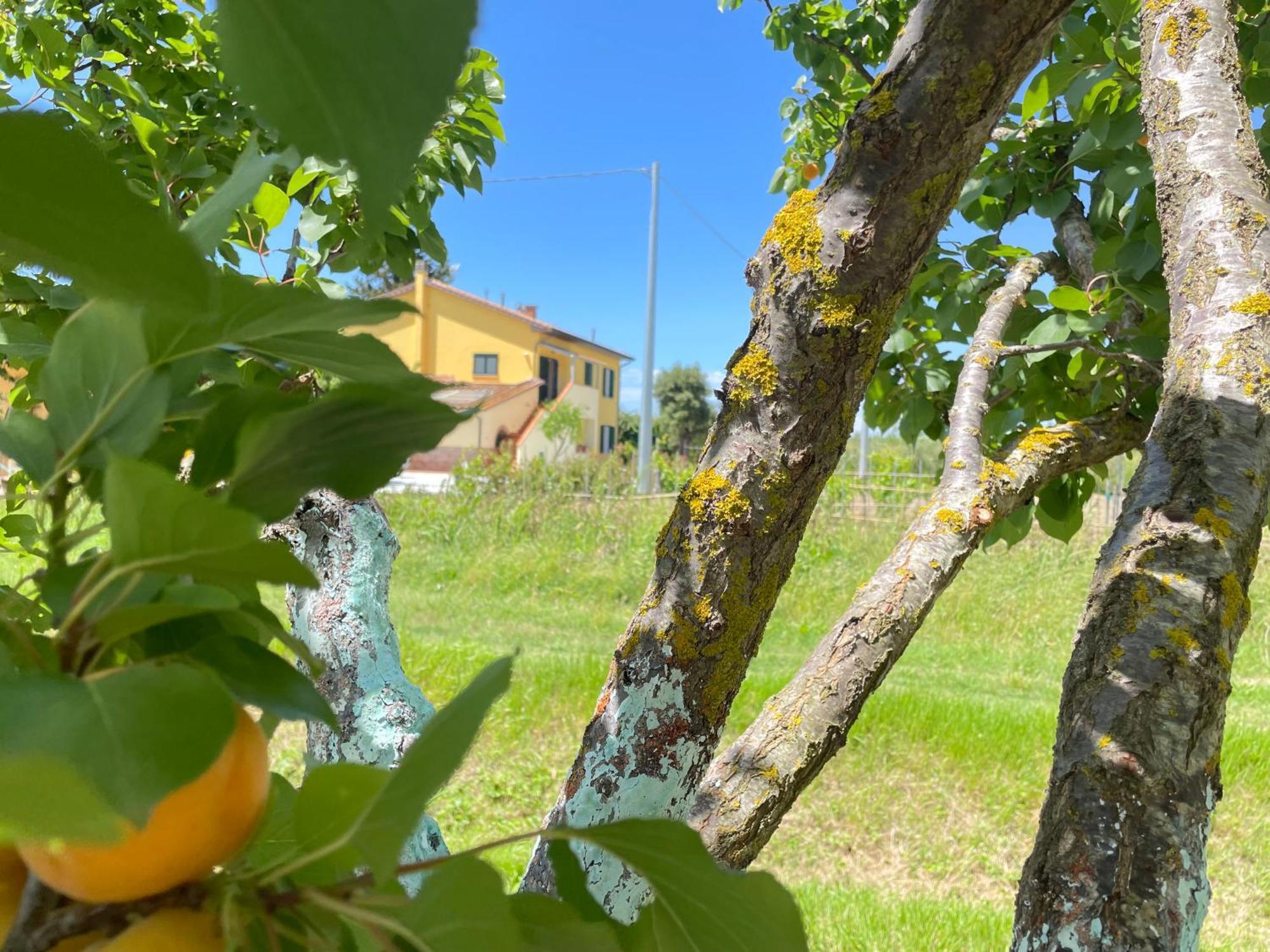 Il Leccio Agriturismo Fiorino Exterior photo