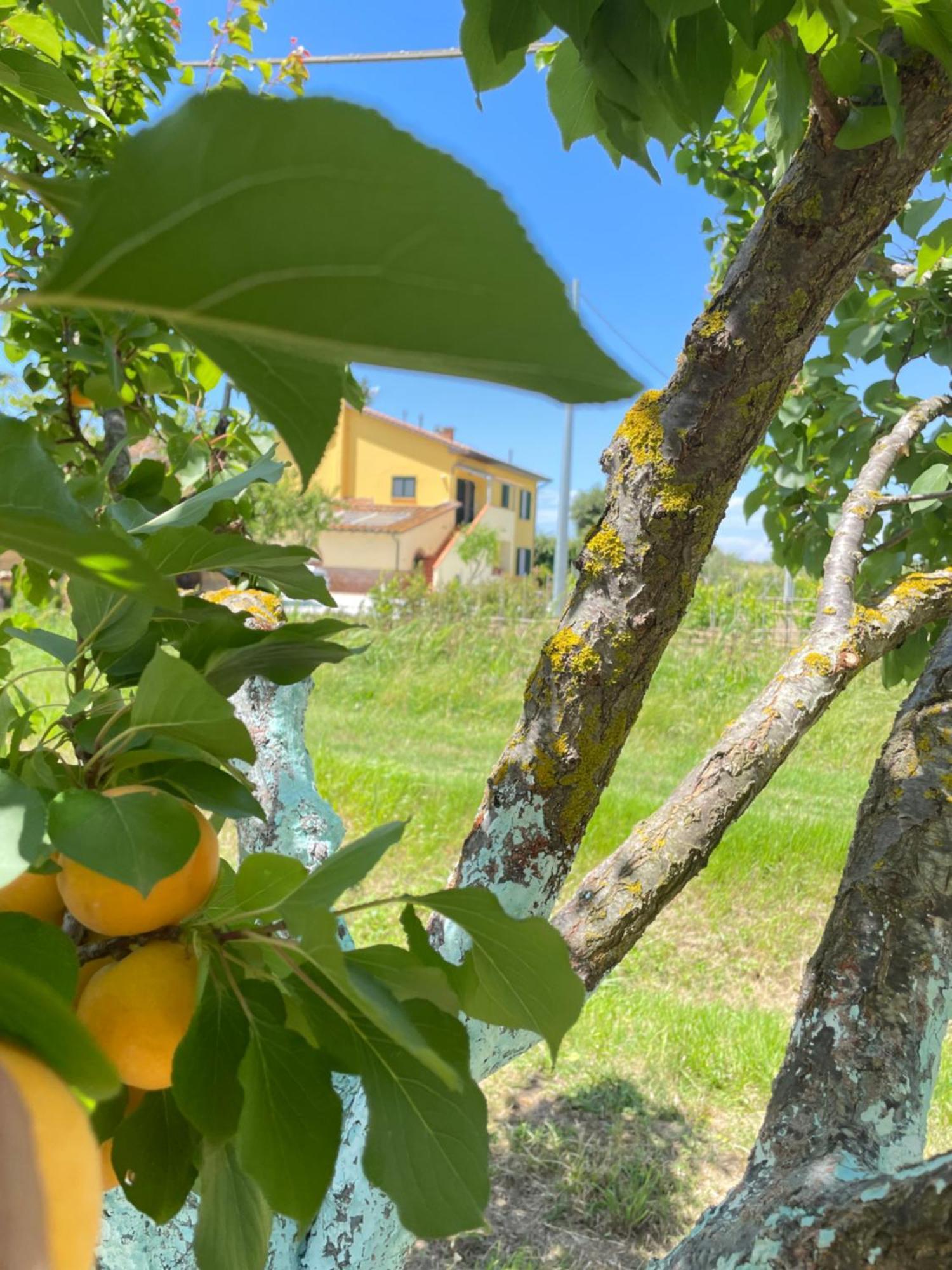 Il Leccio Agriturismo Fiorino Exterior photo